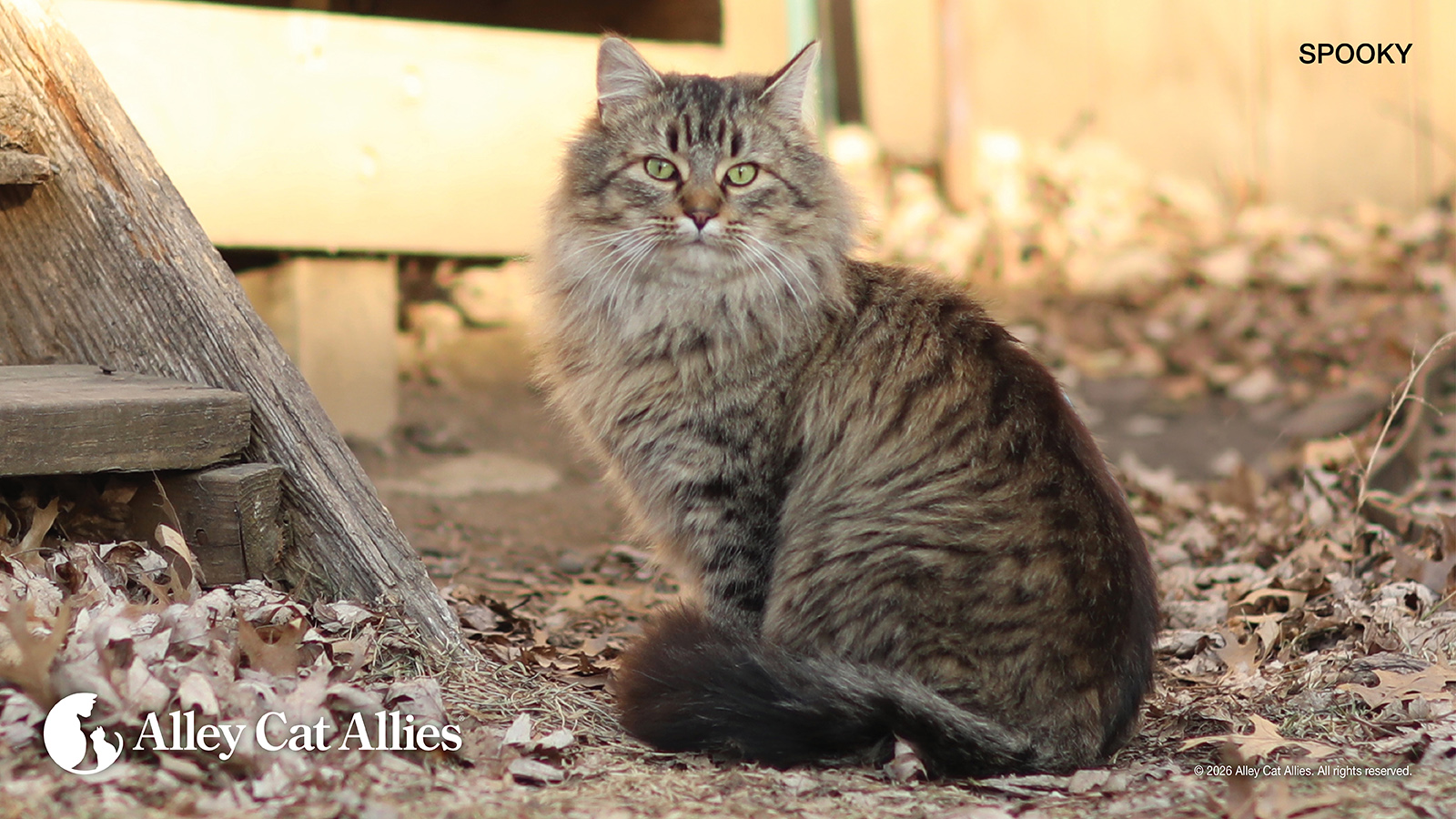 Alley Cat Allies Provides More Than 600 Cats with Free Spay/Neuter