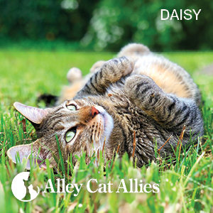 5 Cat Health Tips on National Cat Health Month