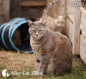 We Provided 1.1+ Million Meals to Community Cats