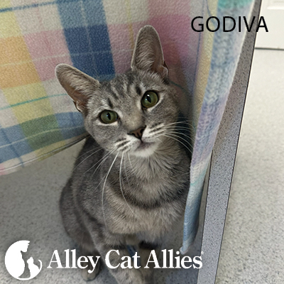 3 Ways You Can #LoveCatsMore