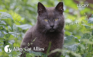 TNR and Legislative Change Research