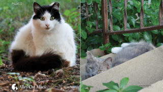 First Ever TNR Law in U.S. in honor of Ash