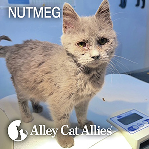 Alley Cat Allies Arctic Blast Response—Stories of Impact and More