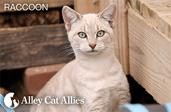 We Provided 1.1+ Million Meals to Community Cats