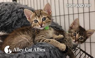 THR in Animal Shelters and Animal Control Research