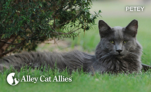 Campus Cat Program Research