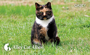 TNR and Community Cat Health Research