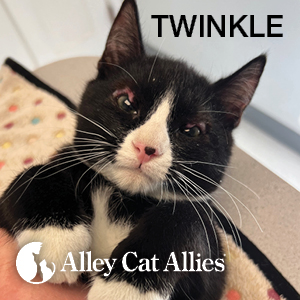 A Unique Surgery, An Incredible Transformation, and More Stories of Impact for Cats