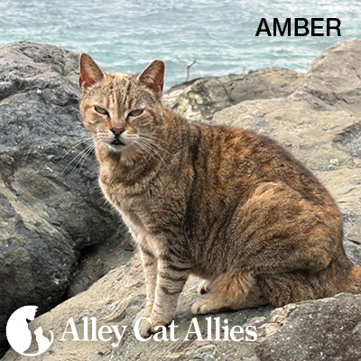 Progress in Groundbreaking TNR Law and Protecting Puerto Rico’s Cats