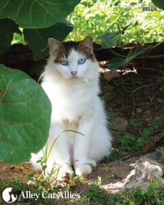 Progress in Groundbreaking TNR Law and Protecting Puerto Rico’s Cats