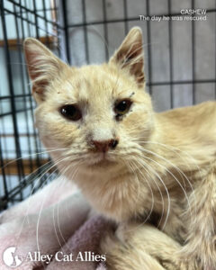 As Spring Begins, Meet Cats and Kittens You Helped Blossom