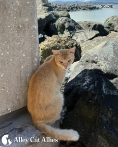 Progress in Groundbreaking TNR Law and Protecting Puerto Rico’s Cats