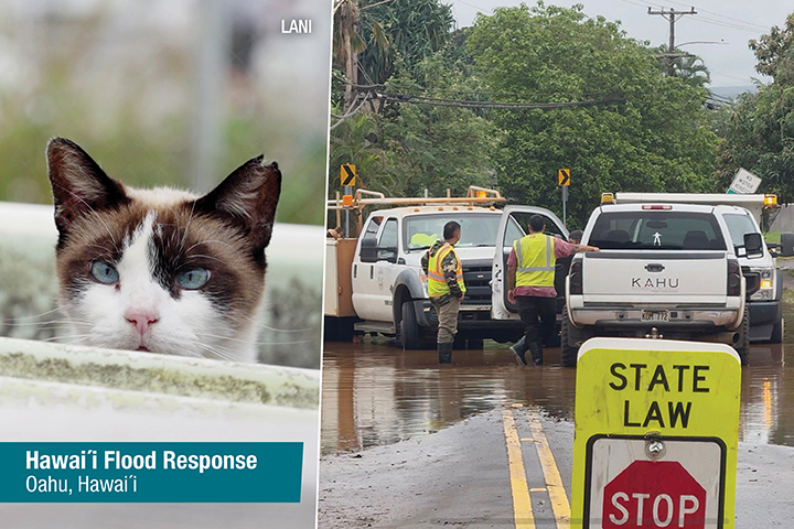 Alley Cat Allies on the Ground to Protect Cats After Hawai’i Floods