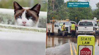 Alley Cat Allies Hawaii Flood Response