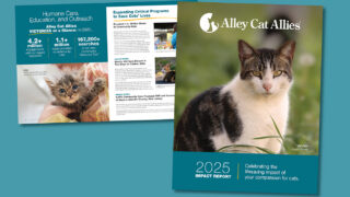 See Your Impact to Save Cats with the Alley Cat Allies Impact Report