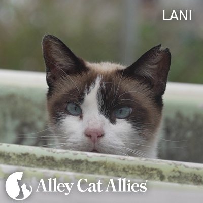 Alley Cat Allies on the Ground to Protect Cats After Hawai’i Floods