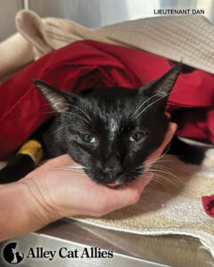 From the Field in Hawaii: Stories of Cats Saved from the Floods