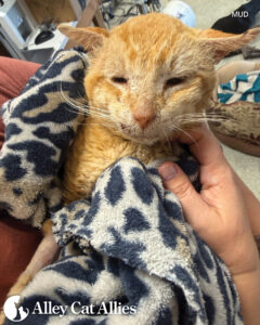 From the Field in Hawaii: Stories of Cats Saved from the Floods