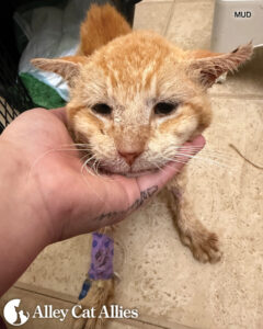From the Field in Hawaii: Stories of Cats Saved from the Floods