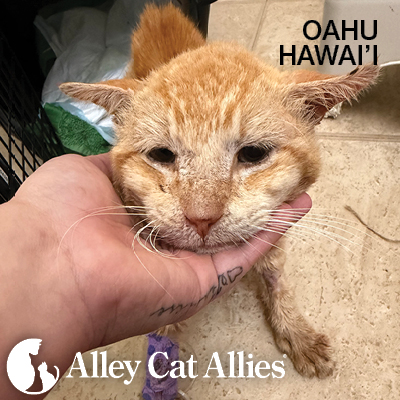 From the Field in Hawaii: Stories of Cats Saved from the Floods