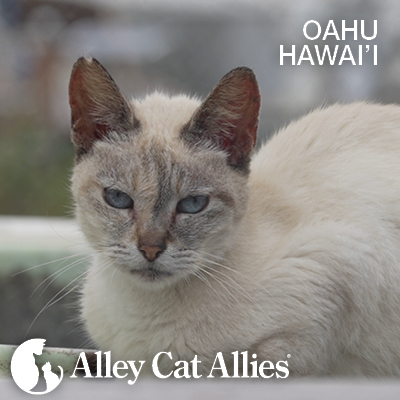 Your Impact: Hawaii Flood Response, Policy Victories, and Ongoing Action for Cats