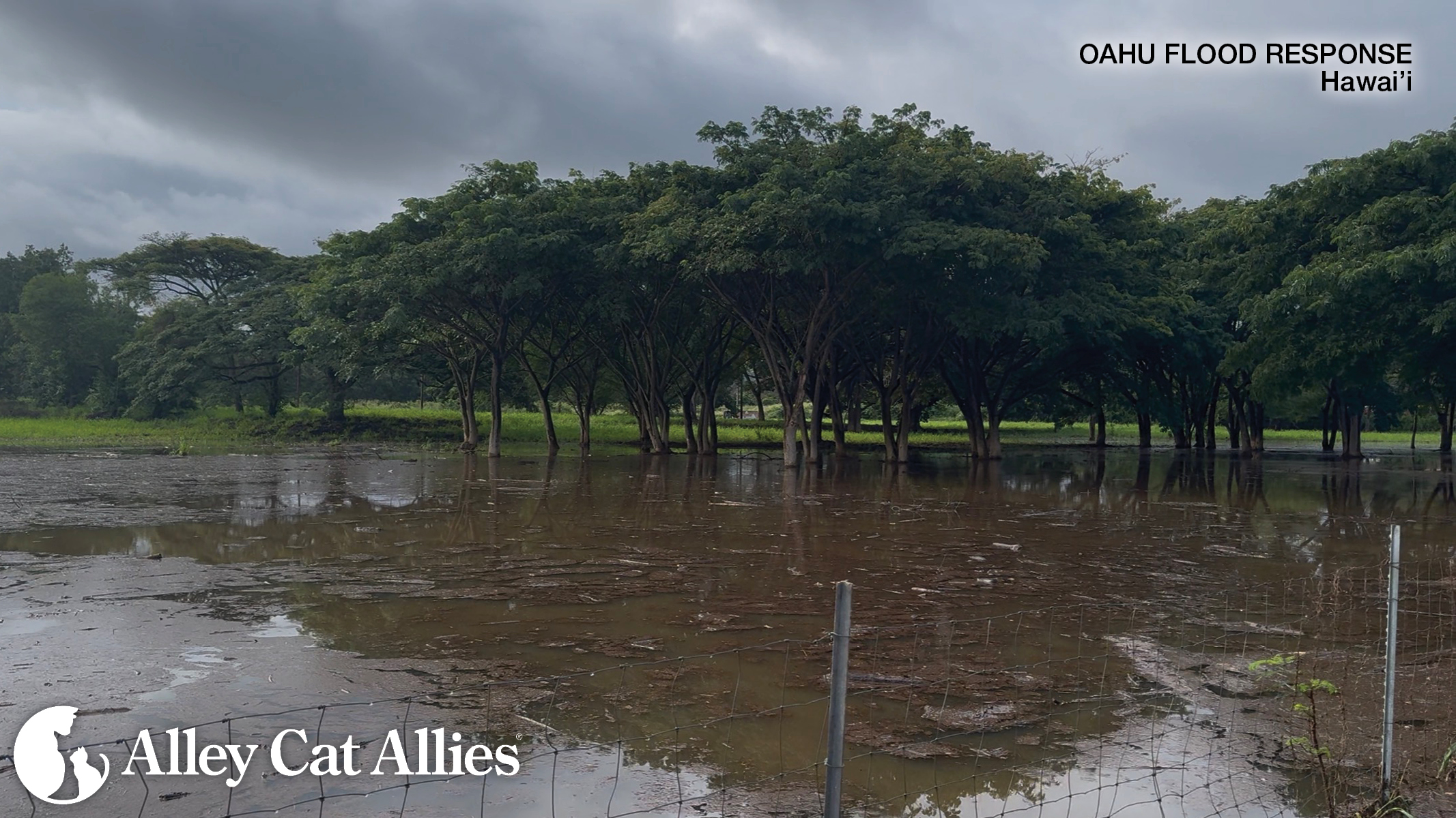 Alley Cat Allies on the Ground to Protect Cats After Hawai’i Floods