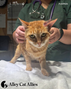 From the Field in Hawaii: Stories of Cats Saved from the Floods