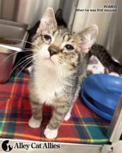 As Spring Begins, Meet Cats and Kittens You Helped Blossom