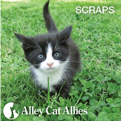 As Spring Begins, Meet Cats and Kittens You Helped Blossom