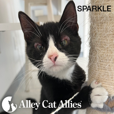 Breaking: Indictment in Kitten Cruelty Case and Updates on Cats YOU Saved