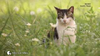 Donate to Alley Cat Allies