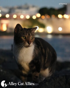 Progress in Groundbreaking TNR Law and Protecting Puerto Rico’s Cats