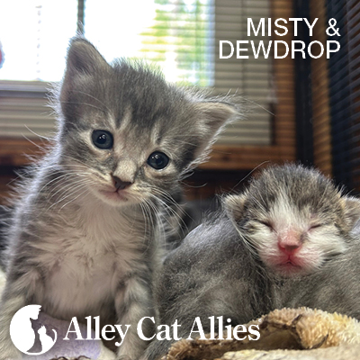 Urgent Veterinary Care Underway for 91 Cats Rescued in Alabama