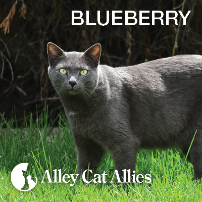 Hardin, Montana: Killing Cats with CO2 Gas is Cruel and Illegal