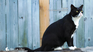 2026 - 2027 Alley Cat Allies calendar photo call