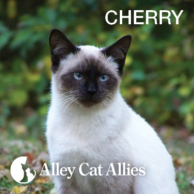 Important Updates on Our Work to Stop Cruelty to Cats