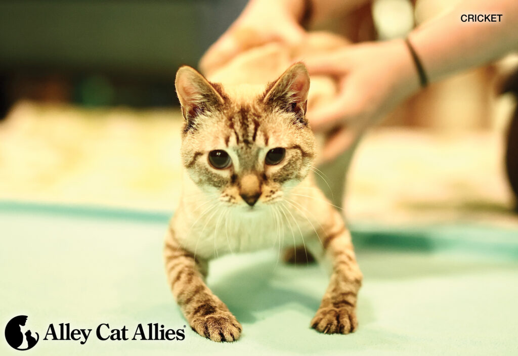 Meet Cats and Kittens Whose Lives You Changed (for the Best!)