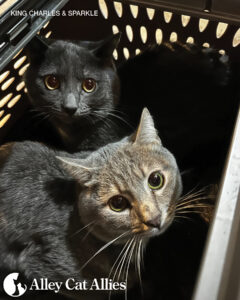 Urgent Veterinary Care Underway for 91 Cats Rescued in Alabama