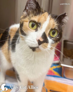 Meet Cats and Kittens Whose Lives You Changed (for the Best!)