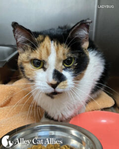 Meet Cats and Kittens Whose Lives You Changed (for the Best!)