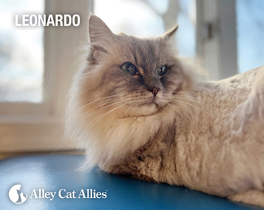 Meet Cats and Kittens Whose Lives You Changed (for the Best!)