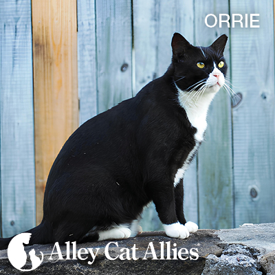 Submit Your Cat Photos to Feature in the 2026-2027 Alley Cat Allies Calendar