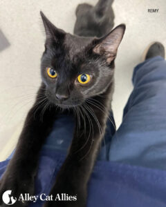 Meet Cats and Kittens Whose Lives You Changed (for the Best!)