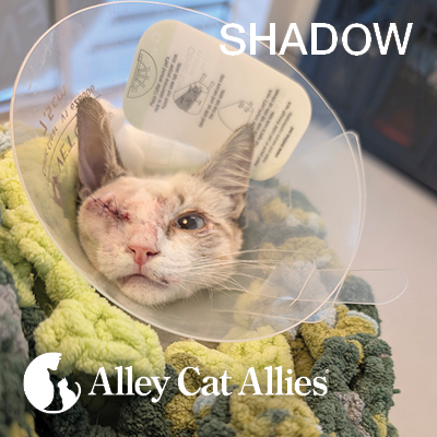 5 Anti-Cruelty Victories: How We’re Achieving Justice for Cats