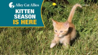 Donate to Alley Cat Allies