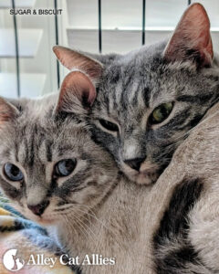 Urgent Veterinary Care Underway for 91 Cats Rescued in Alabama