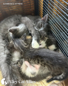 Urgent Veterinary Care Underway for 91 Cats Rescued in Alabama