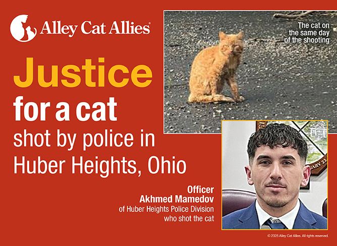 Demand a Cruelty Investigation and Charges in Police Shooting of a Cat in Huber Heights, Ohio
