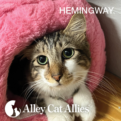 Helping Cats Heal: Hemingway, Thor and Neo’s Recovery Stories