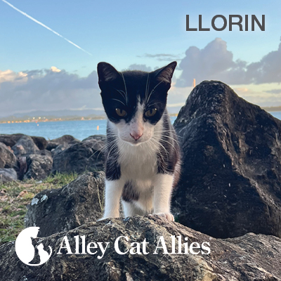 Alley Cat Allies Continues to Protect the Cats of the Paseo del Morro and Collaborates with Puerto Rico Leaders